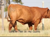 Lote 19