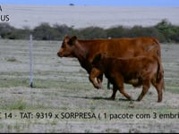 Lote 14