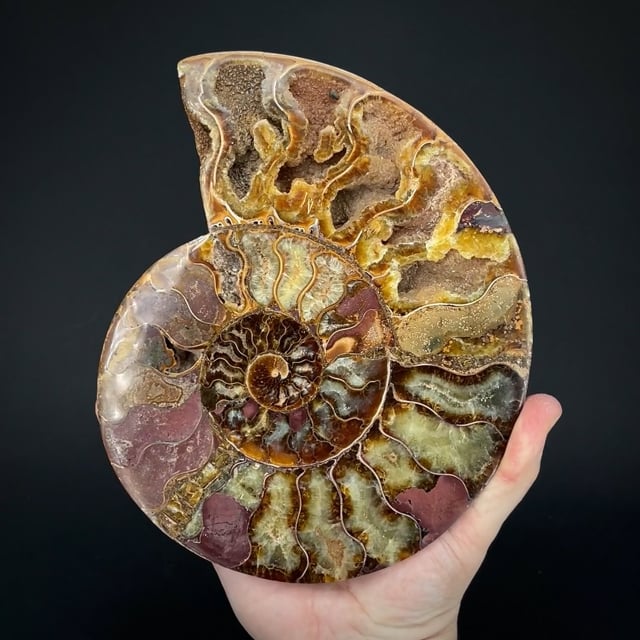 Ammonite fossil (polished)