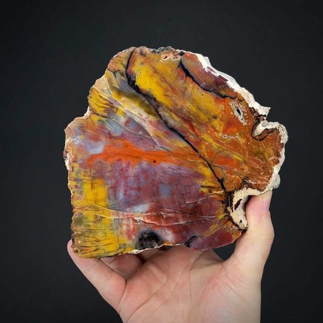 Petrified Wood