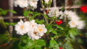 social header