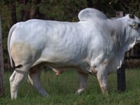 Lote 76
