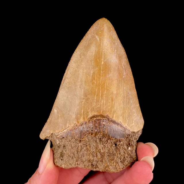 Megalodon Tooth Fossil