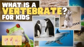 ASL What Is a Vertebrate?
