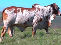 Lote 30
