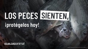El ciclo de sufrimiento de los peces en la acuacultura