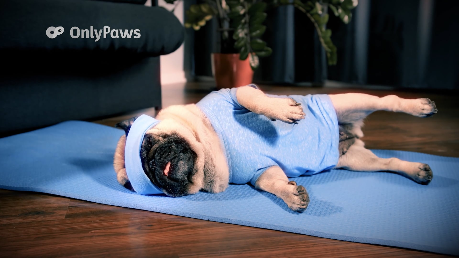 Parody Commercial: OnlyPaws