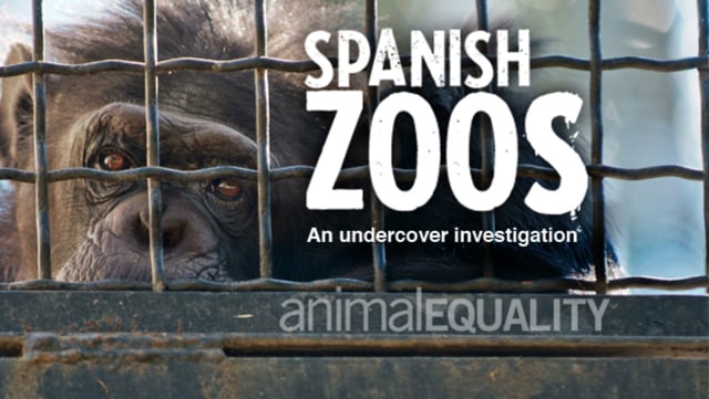 Zoos: Life of Animals in Captivity | Animal Equality | Animal Equality