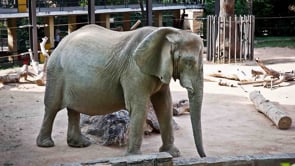 Zoo de Barcelona