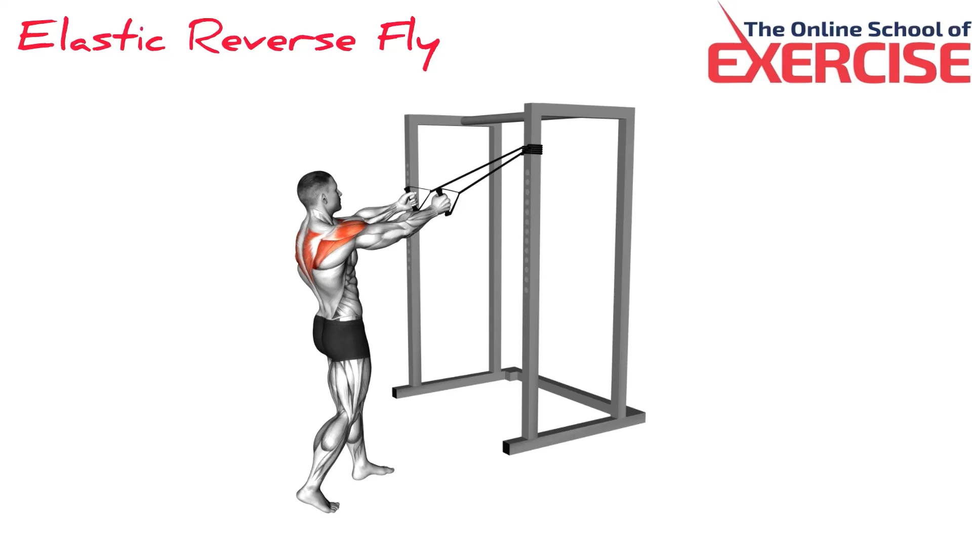 Elastic Reverse Fly