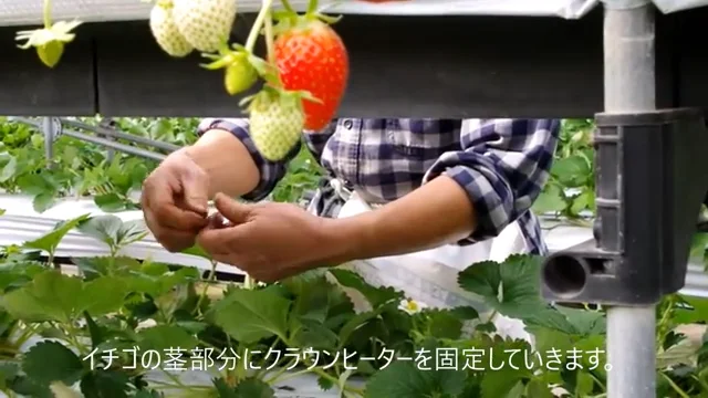 いちご栽培 簡単設置・簡単移設 | クラウンヒーター (テープヒーター