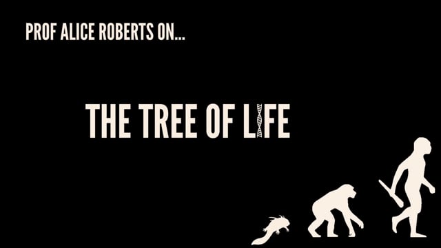 Prof Alice Roberts - The Tree of Life