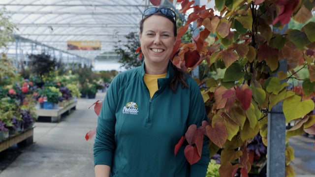 Redbud Spotlight | How to Grow Redbud Trees in NEO