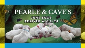 Pearle's JuneBugs