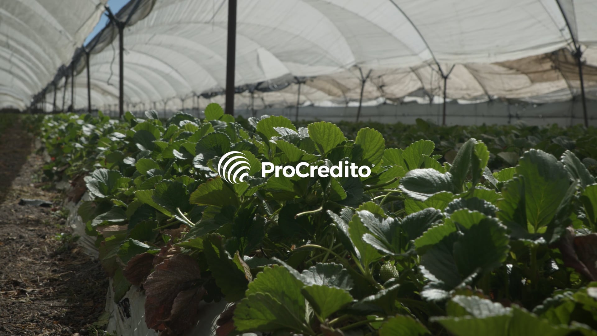 ProCredito feat. TeamFresh