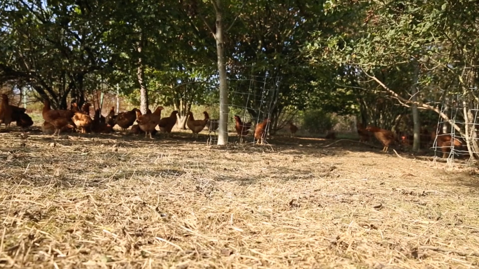 Formation "Elevage de volailles en Agriculture Biologique et en Agroforesterie"