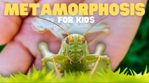 Vimeo Thumbnail