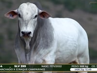 Lote 34