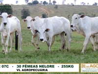 Lote 07C