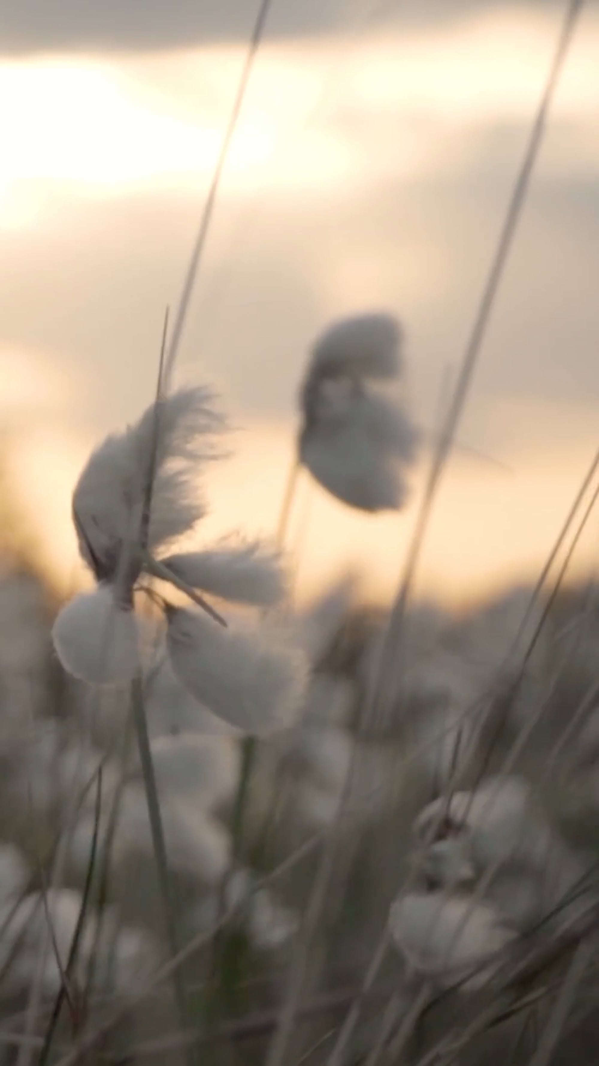 Vista Brighton Promo