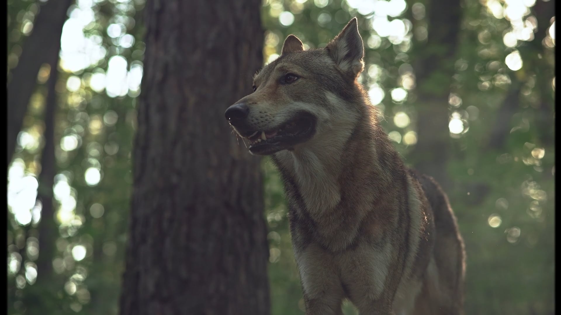 ZAH - Wolfgarten