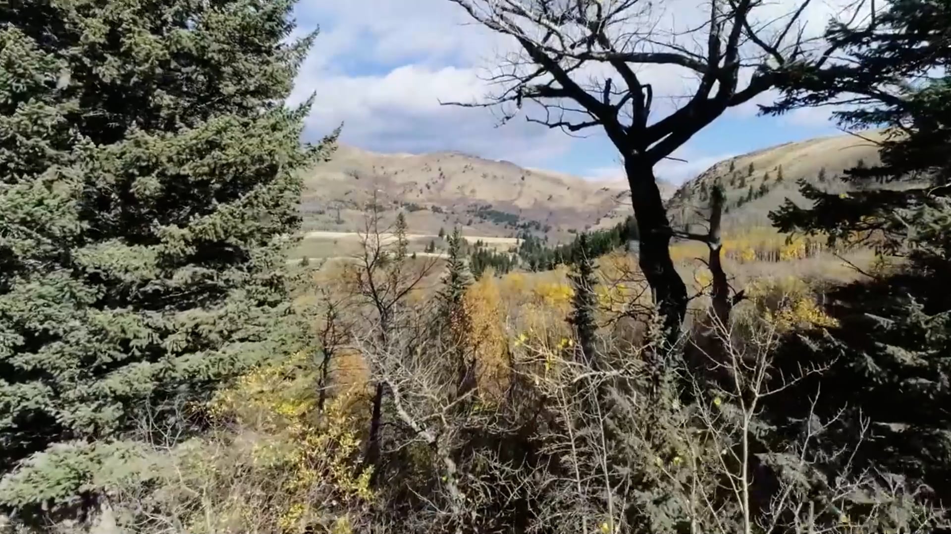 Video/Drone Capture