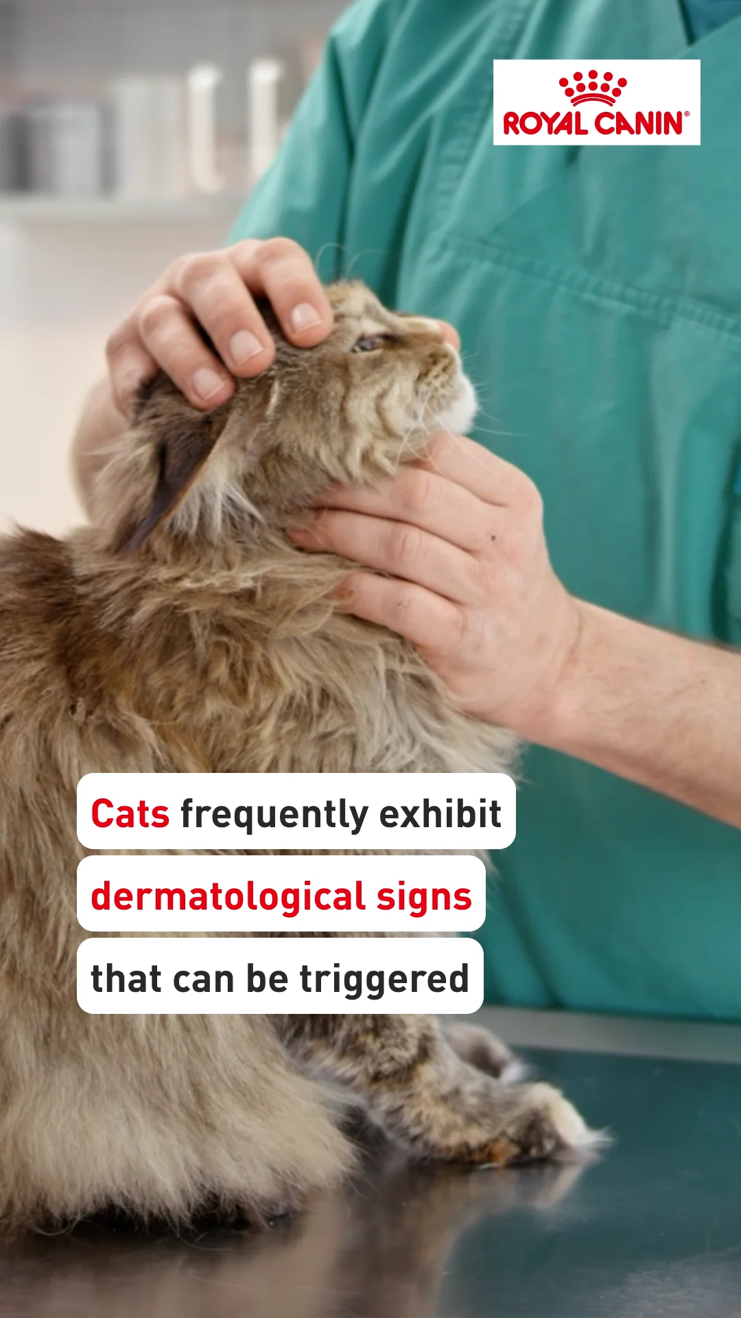 How I approach. Feline atopic skin syndrome