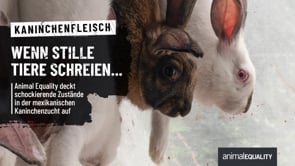 Recherche: Grausamkeiten in der mexikanischen Kaninchenfleisch-Industrie aufgedeckt