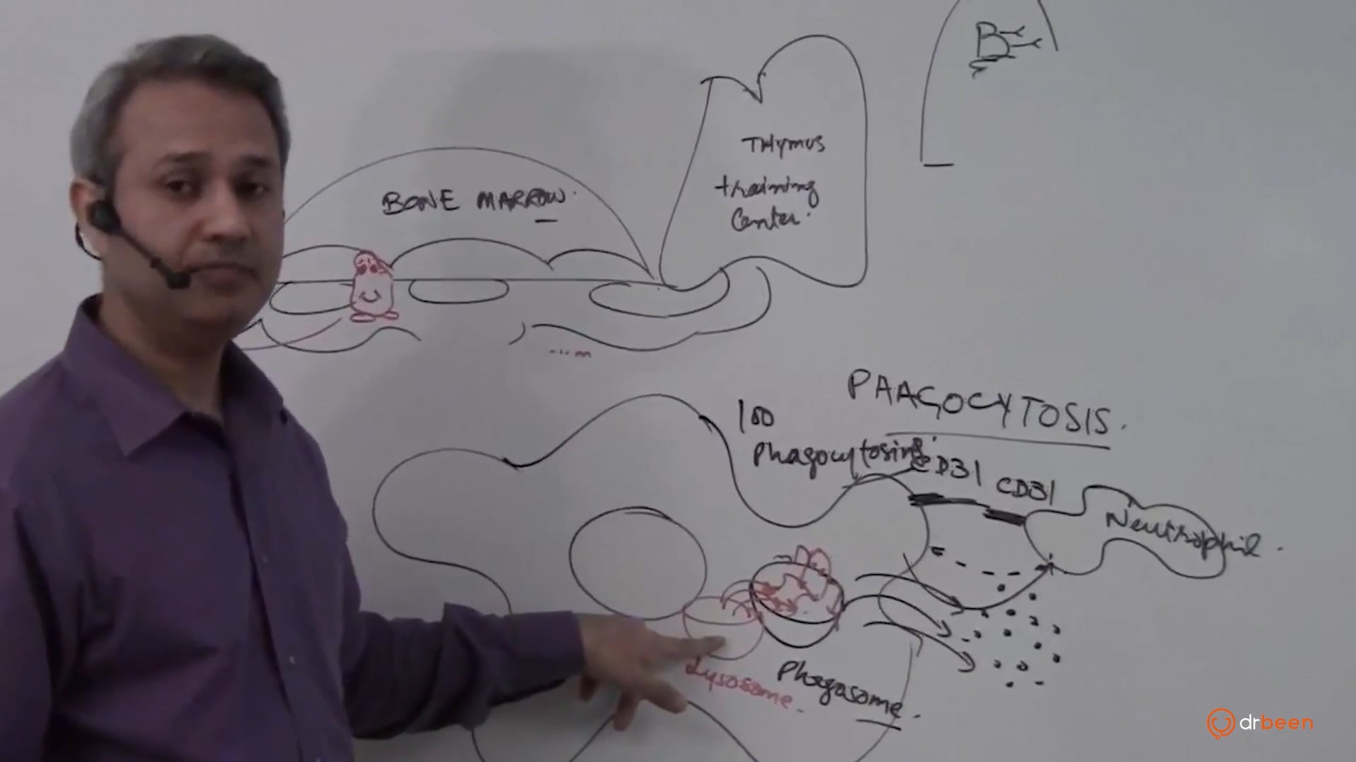 Macrophages