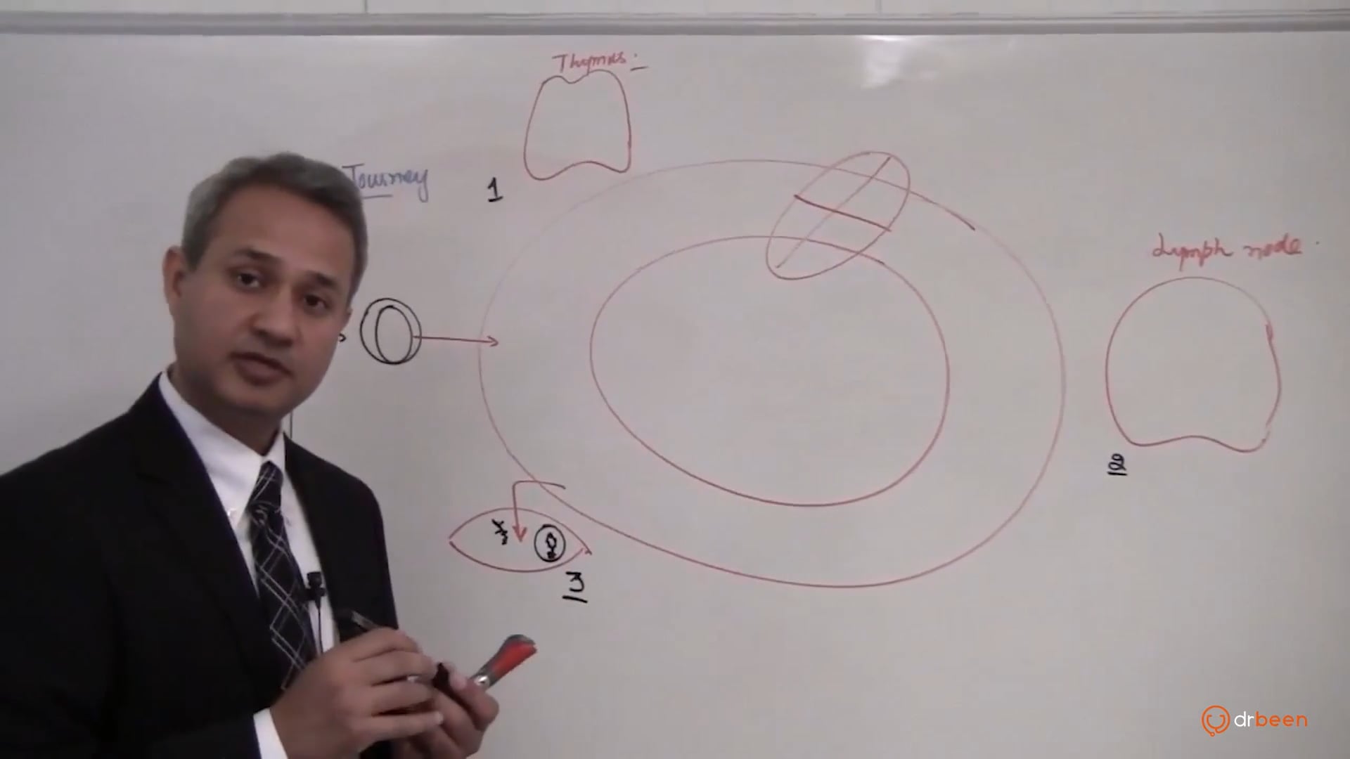 T Cells (part 2)