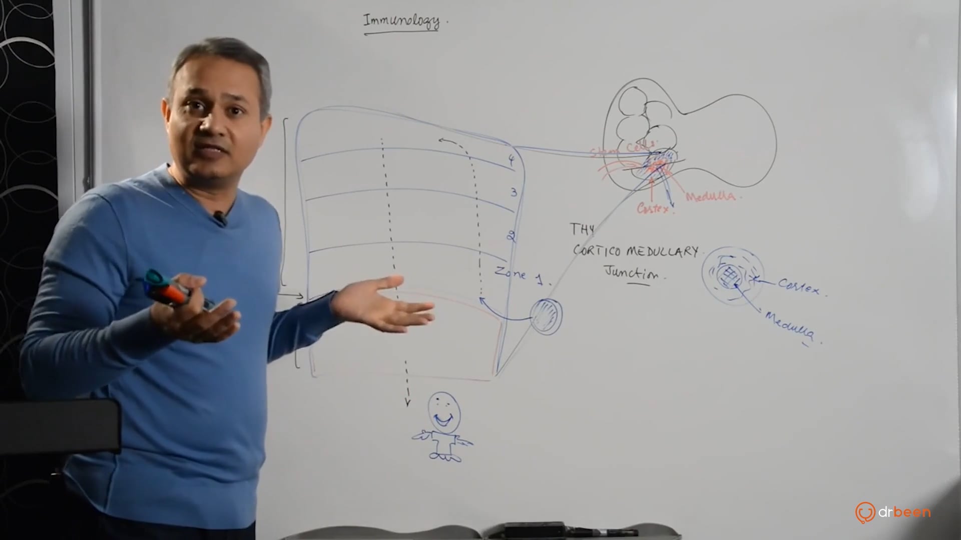 T Cells Maturation and Selection