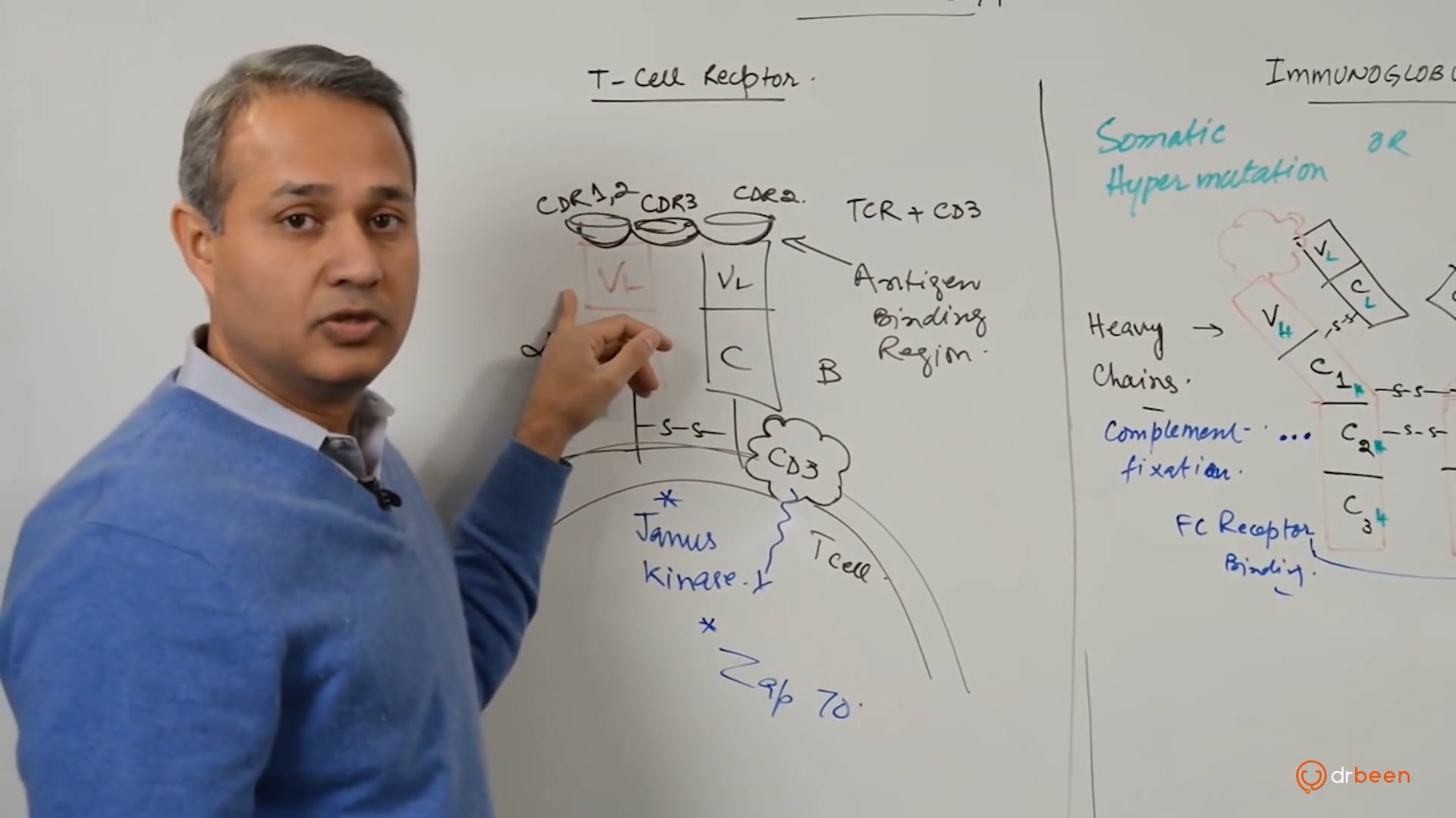 T Cell Receptors and Immunoglobulins