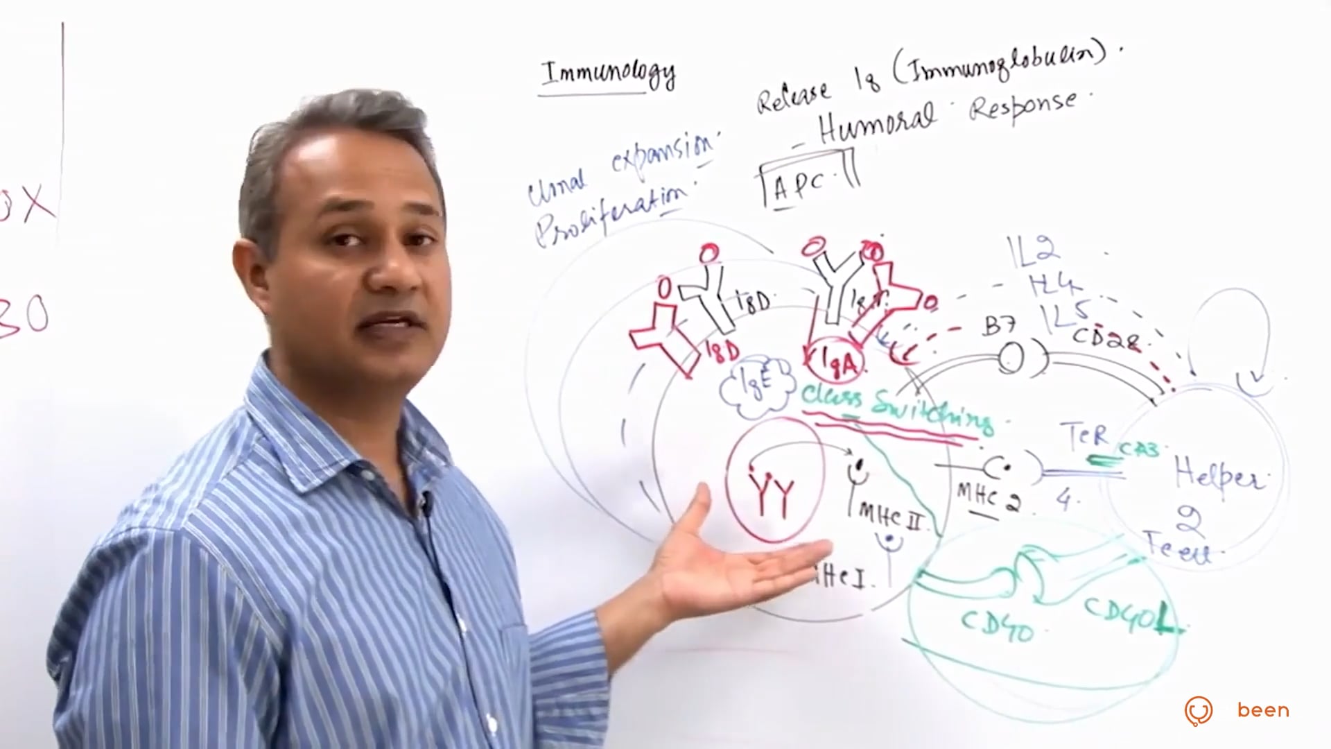 B Cell Functions