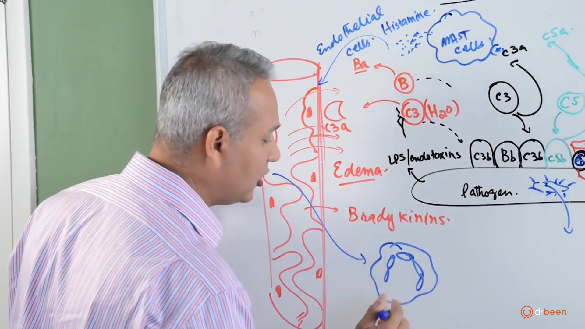 Complement System