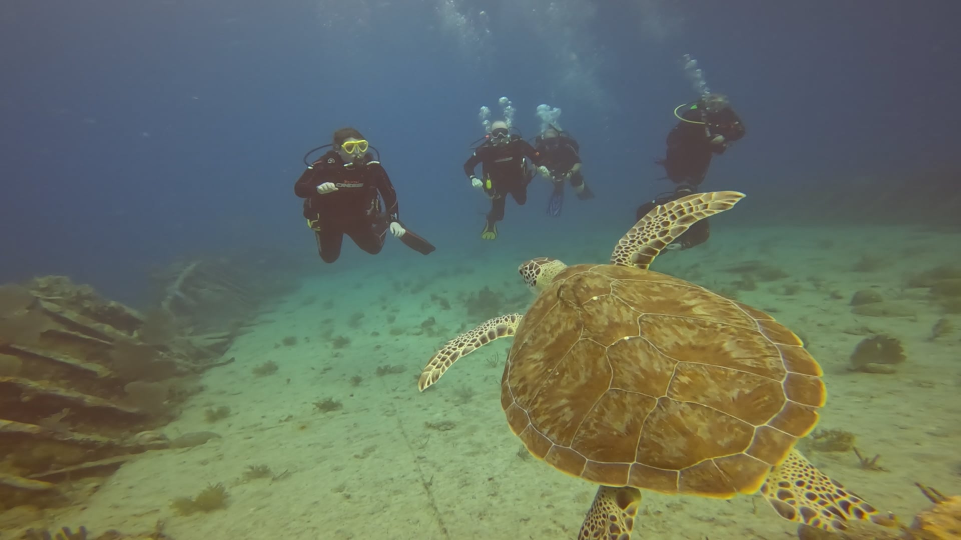 sailfishscuba.com