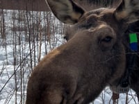 April – Paper birch