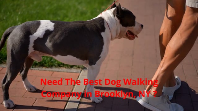 ⁣GoDog : #1 Dog Walking Company in Brooklyn | 11232