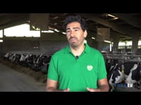 “Le damos mucho valor a que las vacas paran sin enfermedades y a conseguir que las novillas lleguen con un buen tamaño a la hora del parto”