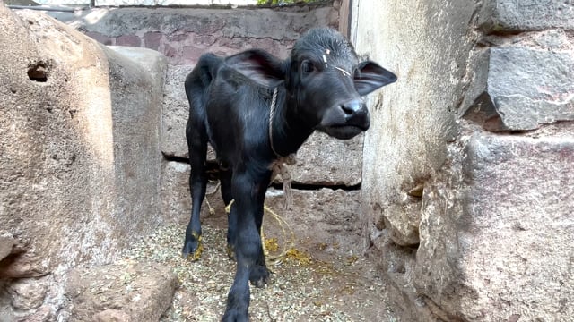 A baby buffalo calf stands tied up alone on an urban buffalo dairy farm or tabela in Pune, India, 2024