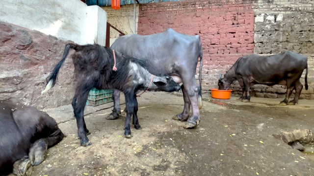 A baby buffalo calf suckles from his mother on an urban buffalo dairy farm or tabela in Pune, India, 2024