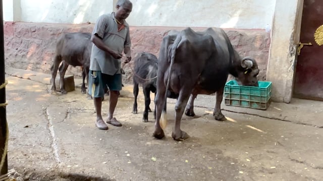 A worker removes a baby buffalo calf  from his mother on an urban buffalo dairy farm or tabela in Pune, India, 2024