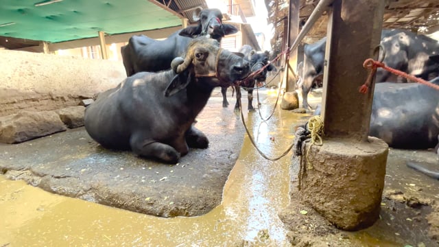 A channel of buffalo excrement runs past buffaloes on an urban buffalo dairy farm or tabela in Pune, India, 2024