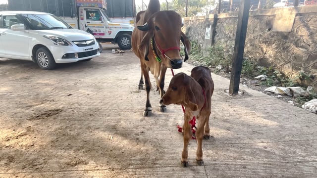 An Indian mother cow and calf stand tied up at Chakan Cattle Market, Maharashtra, India, 2024
