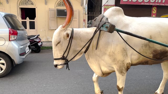 An Indian bullock pulls an ice cart along a street in Pune, India, 2024