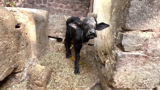 A zoom in on a buffalo calf tied up alone on an urban buffalo dairy farm or tabela in Pune, India, 2024