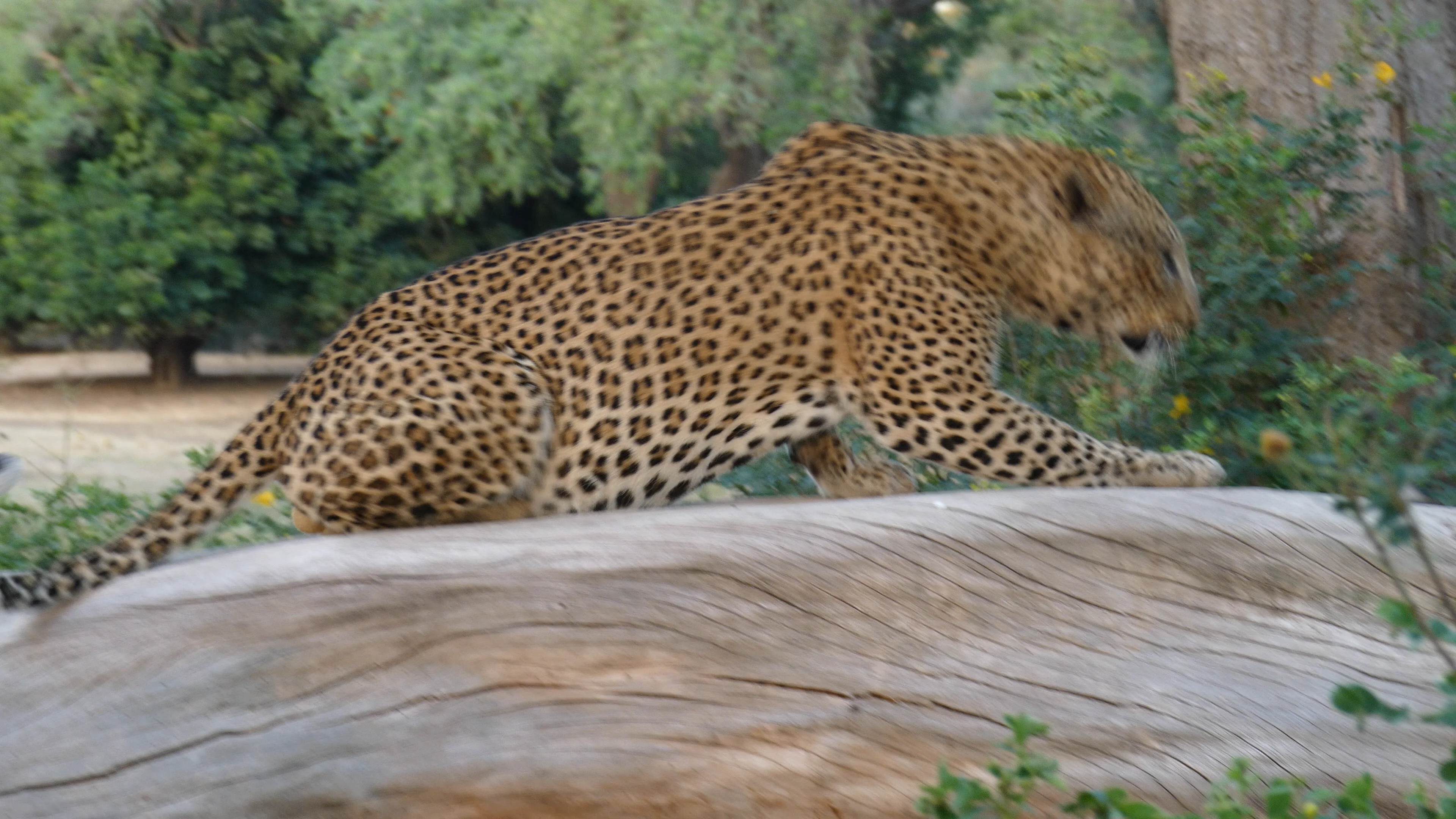 Searching for the elusive Leopard in Lower Zambezi National Park