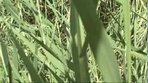 Un passeig vora el Rec del Molí