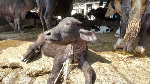 An Indian buffalo calf lies panting in the sun on an urban dairy farm or tabela, Pune, India, 2024