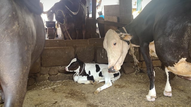 A mother cow stands over her calf on an urban dairy farm or tabela, Pune, India, 2024