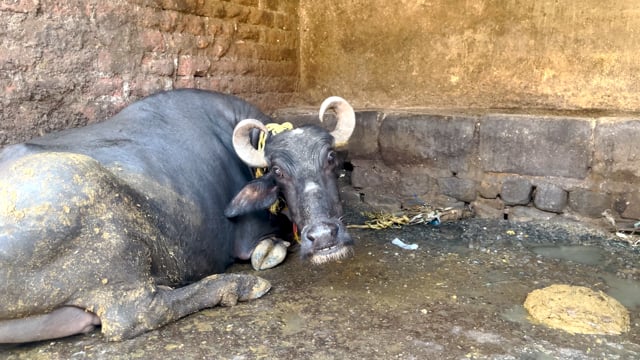 A dairy buffalo lies on a concrete floor on an urban dairy farm or tabela, Pune, India, 2024